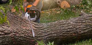 Best Root Management and Removal  in USA